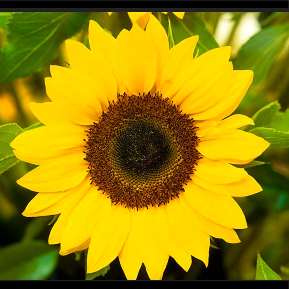 Meet your Posher, Lorie